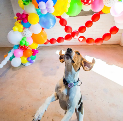Wholesale pack of 20 QR Code Pet ID Tags with Free Pet Profile - LeeHT